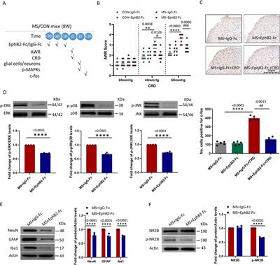 Corrigendum: Activation of EphrinB2/EphB2 signaling in the spine cord alters glia-neuron interactions in mice with visceral hyperalgesia following maternal separation